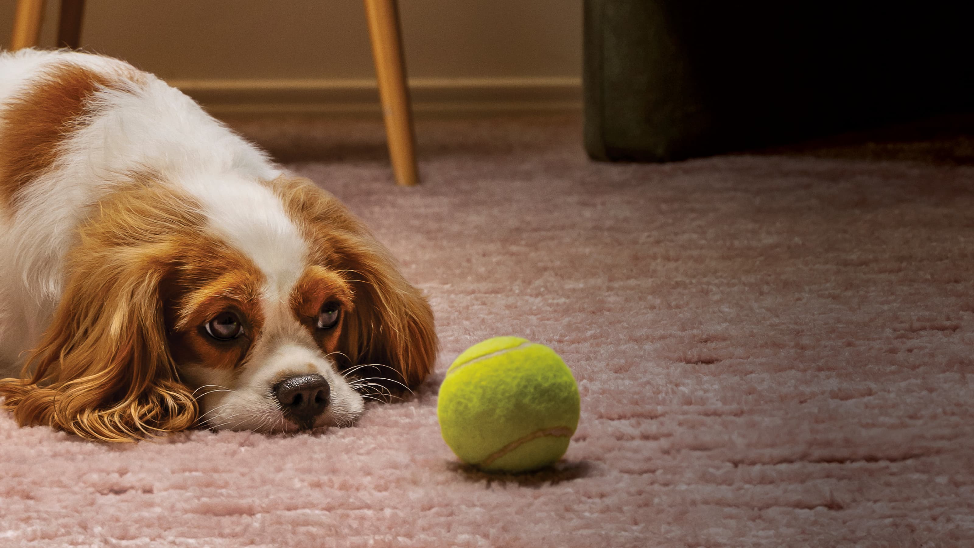 Trilby Misso_2026_Title